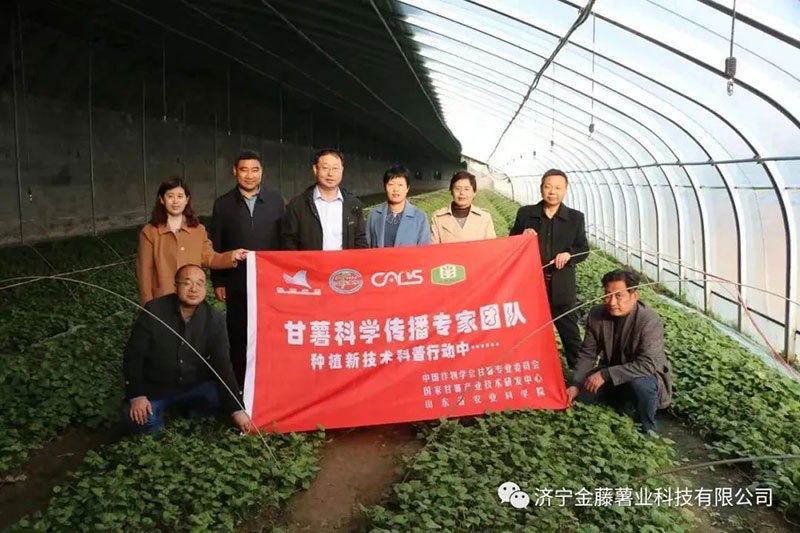 3月15日山東省農(nóng)業(yè)科學院副院長張立明院長，濟寧市農(nóng)科院國家甘薯體系專家黃成星主任到金藤公司指導生產(chǎn)