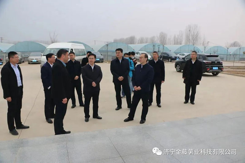 2月24號 新疆維吾爾自治區(qū)農(nóng)業(yè)農(nóng)村廳二級巡視員王勇、農(nóng)經(jīng)指導處處長王盛帶隊到濟寧金藤薯業(yè)科技有限公司考察